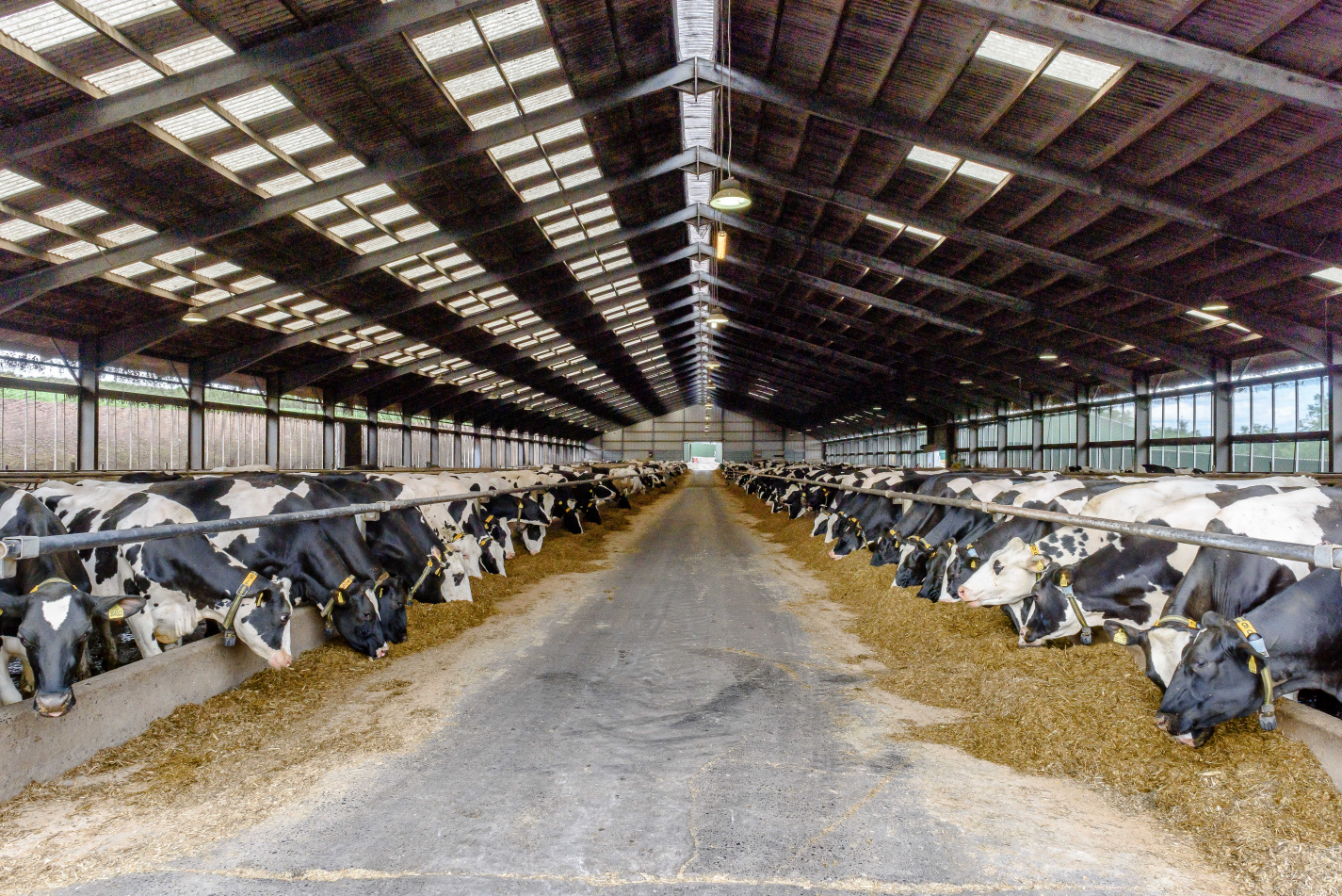 eating forage cows yeast 