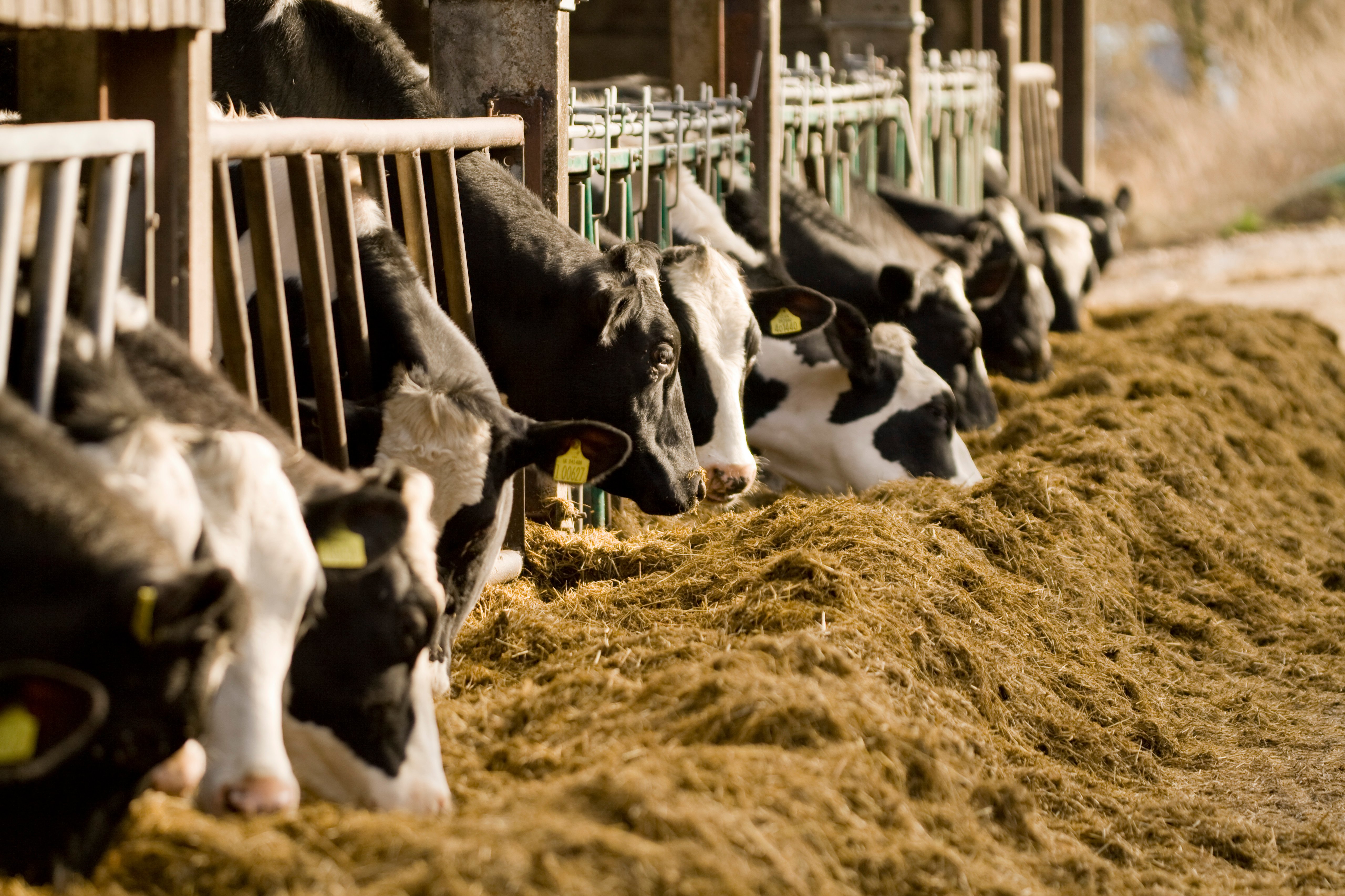 Cows-feeding