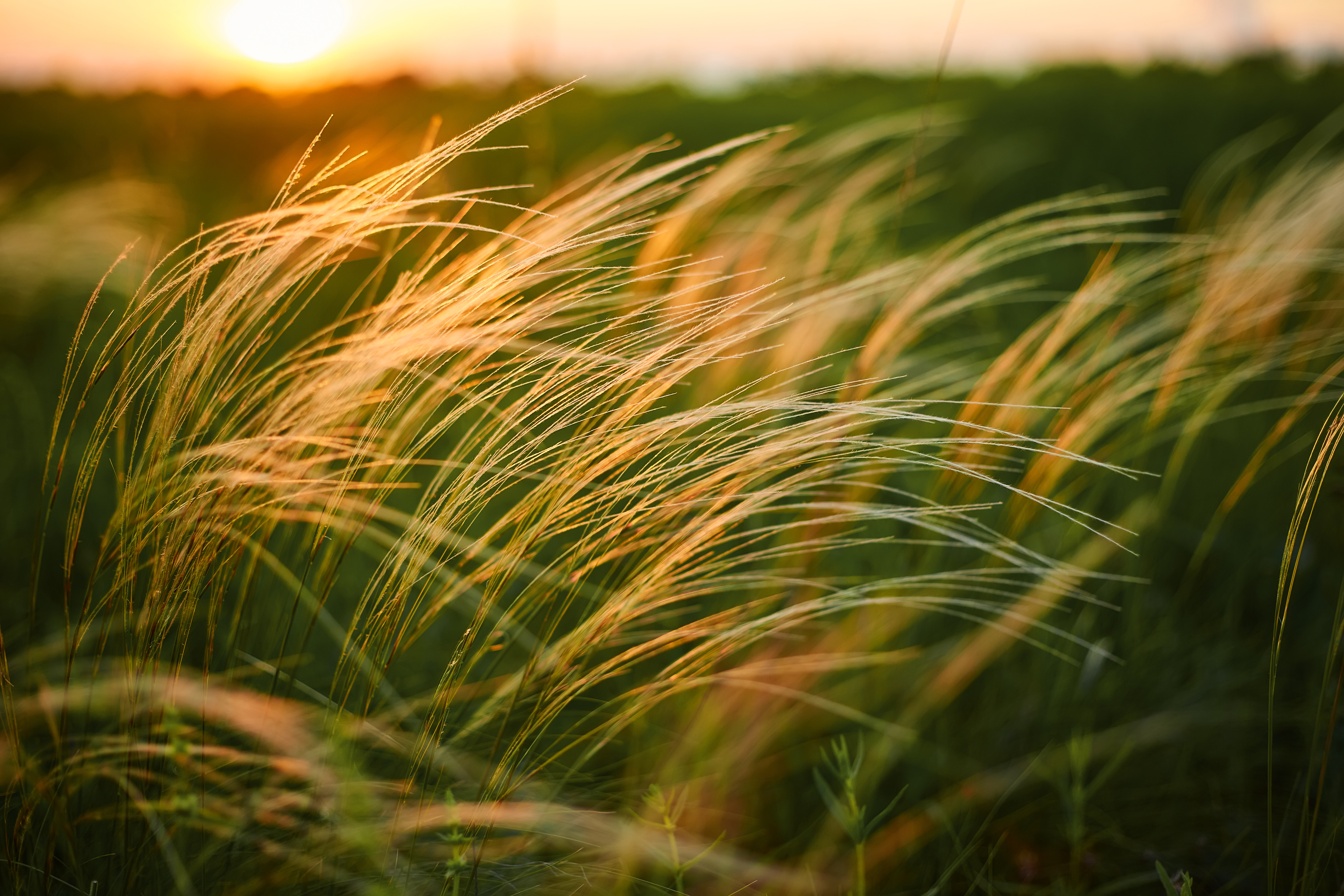 Crop-field