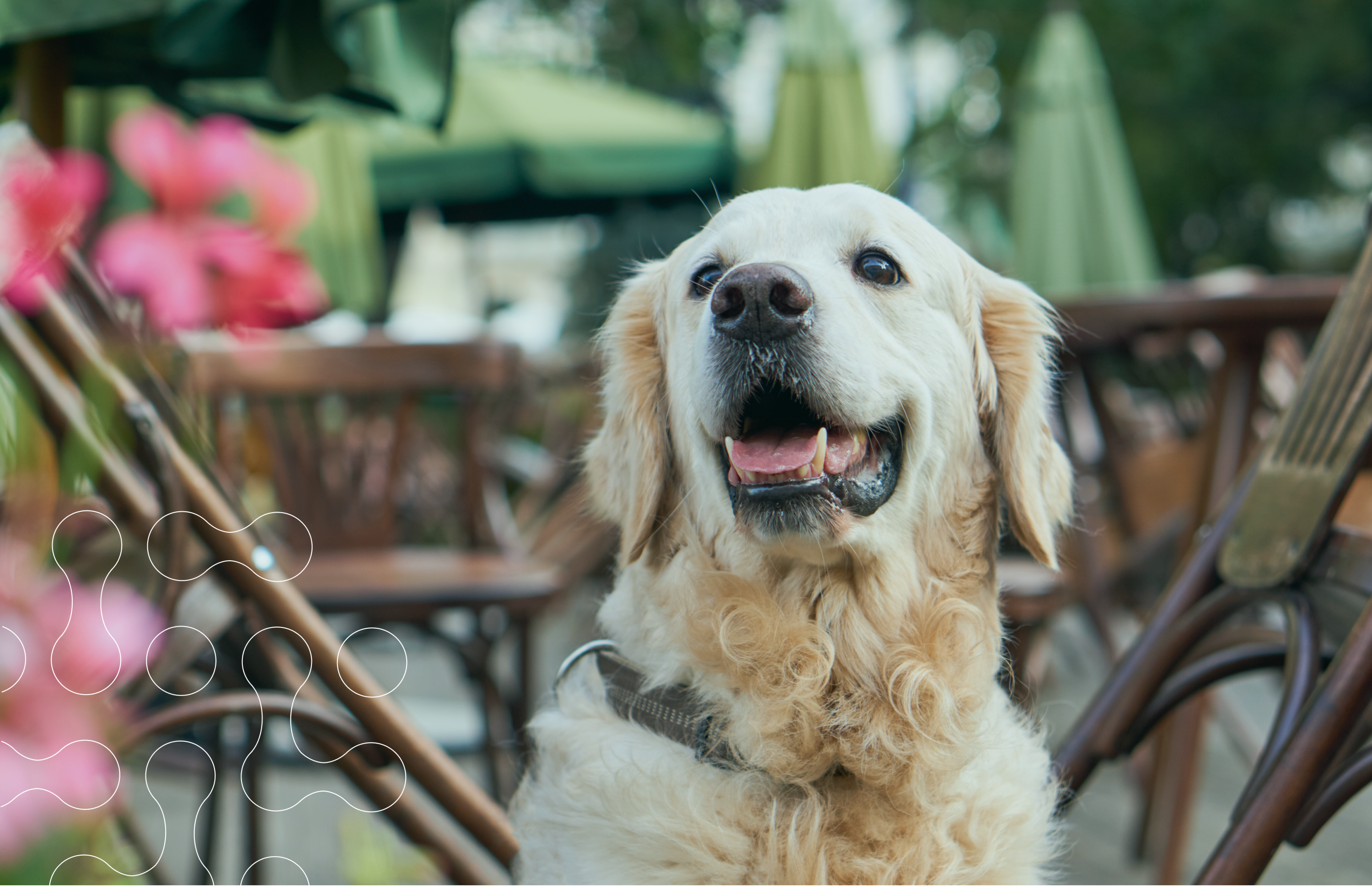 Pet-Friendly Hospitality: Ensuring Safety and Health for Your Guests