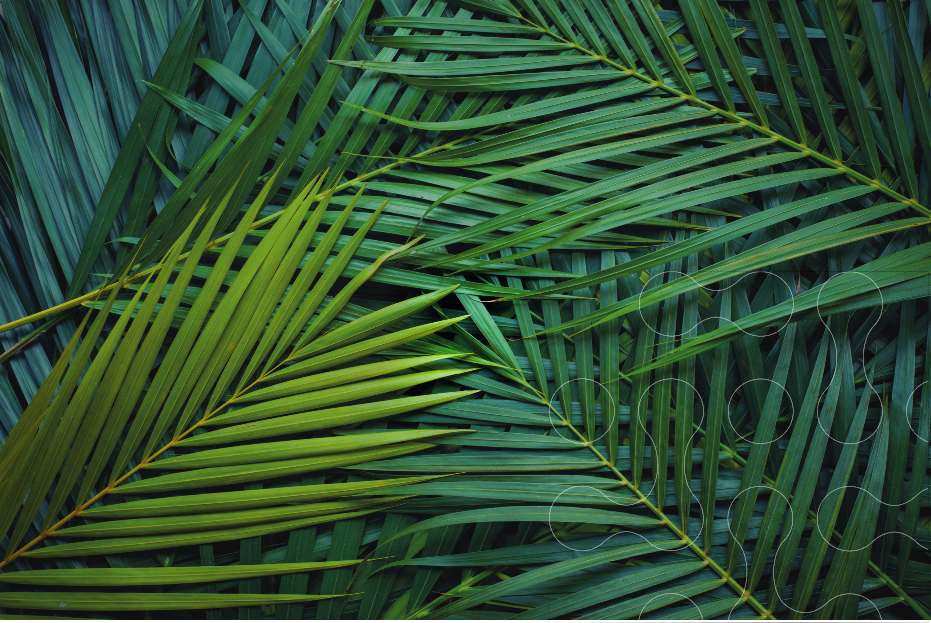 Supporting Sustainable Palm Oil: Our RSPO Certification Journey