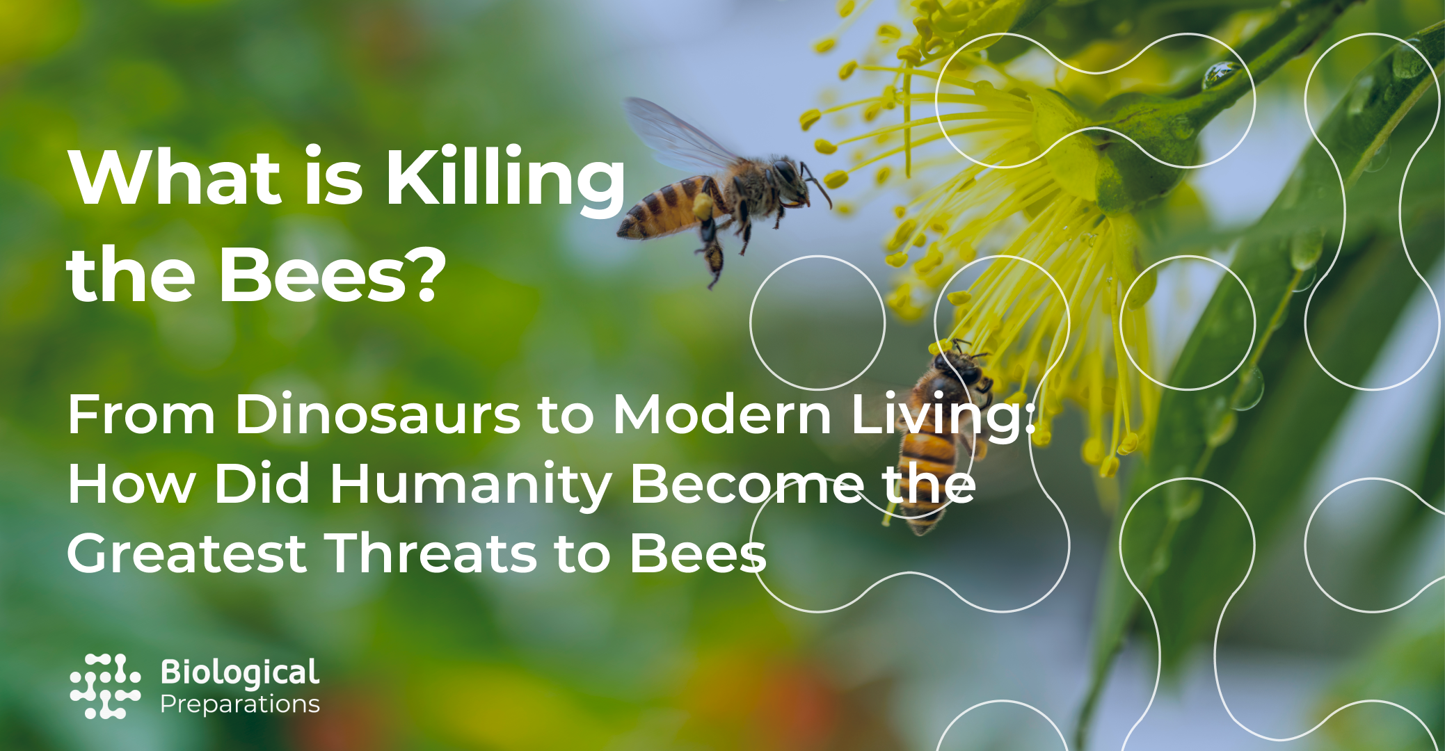 What is Killing the Bees? Their History and Our Future